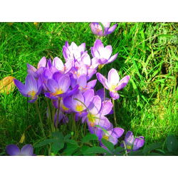 Krokus Jesienny Speciosus - 10 cebulek