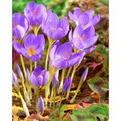Krokus Jesienny Speciosus - 10 cebulek
