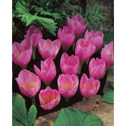 Krokus jesienny - crocus zonatus - 10 cebulek