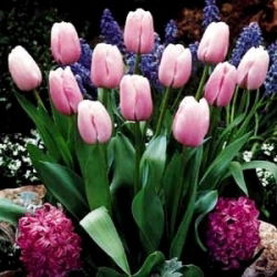 Tulipan Pink Diamond - opak. 5 szt.