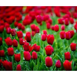 Tulipan Spring Song - opak. 5 szt.
