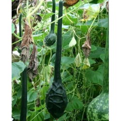 Tykwa pospolita Marenka - oryginalne owoce - 7 nasion