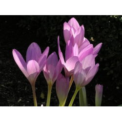 Zimowit Lilac Wonder - piękne liliowe kwiaty - 1 cebula