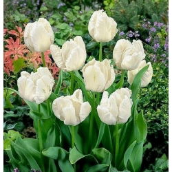 Tulipan White Parrot - opak. 5 szt.