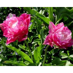 Tulipan May Wonder - opak. 5 szt.