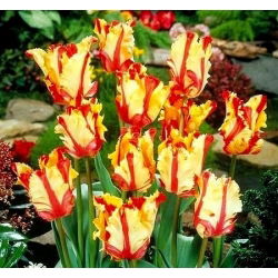 Tulipan Flaming Parrot - opak. 5 szt.