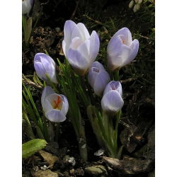 Krokus Blue Pearl - 10 cebulek