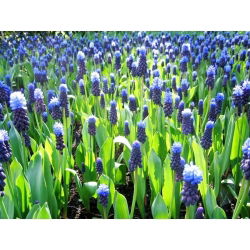 Szafirek szerokolistny - Muscari latifolium op. 10 cebulek