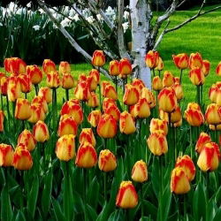 Tulipan Banja Luka - opak. 5 szt.