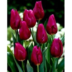 Tulipan Passionale - opak. 5 szt.