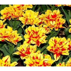 Tulipan Monsella - opak. 5 szt.
