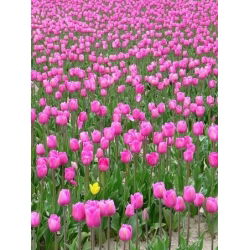 Tulipan Pink Diamond - opak. 5 szt.