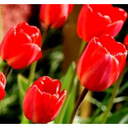 Tulipan Spring Song - opak. 5 szt.
