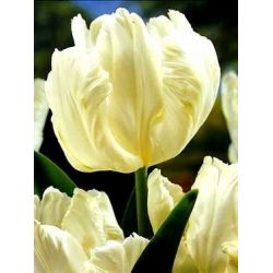 Tulipan White Parrot - opak. 5 szt.