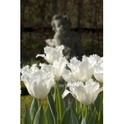 Tulipan Swan Wings - 5 cebulek
