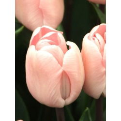 Tulipan Douglas Baader - opak. 5 szt.