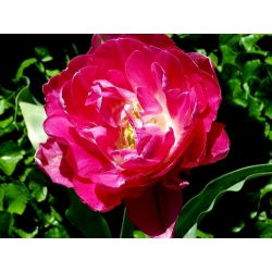 Tulipan May Wonder - opak. 5 szt.