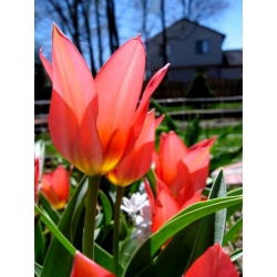 Tulipan Toronto - 5 cebulek