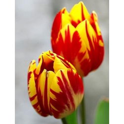 Tulipan Mickey Mouse - 5 cebulek