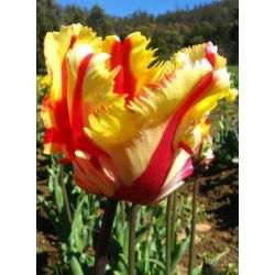 Tulipan Flaming Parrot - opak. 5 szt.