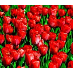 Tulipan Hollandia  opak. 5 szt.