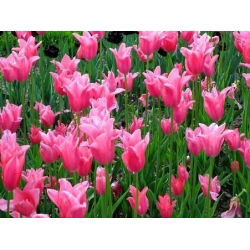 Tulipan China Pink - opak. 5 szt.