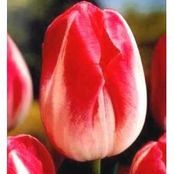 Tulipan Page Polka - opak. 5 szt.