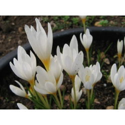 Krokus Jesienny Ochroleucus - 10 cebulek