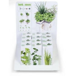 Oregano w ceramicznym wazonie - Ogródek ziołowy w naszej kuchni.