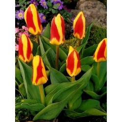 Tulipan Gluck - 5 cebulek