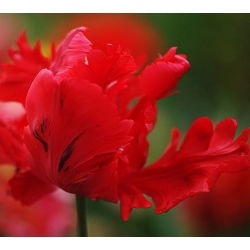 Tulipan Erna Lindgreen - opak. 5 szt.