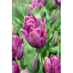 Tulipan Recreado  opak. 5 szt.