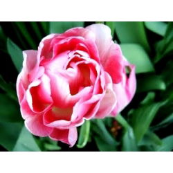 Tulipan Up Star - opak. 5 szt.