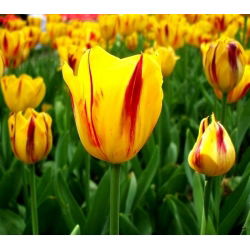 Tulipan Triumpha Washington - opak. 5 cebulek
