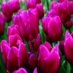 Tulipan Passionale - opak. 5 szt.