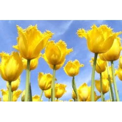Tulipan Royal Elegance - opak. 5 szt.