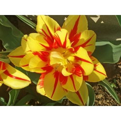Tulipan Monsella - opak. 5 szt.