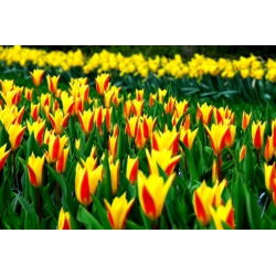 Tulipan Giuseppe Verdi - opak. 5 szt.