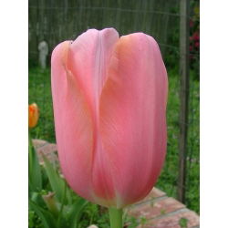 Tulipan Menton - 5 cebulek