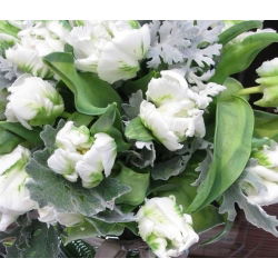 Tulipan White Parrot - opak. 5 szt.
