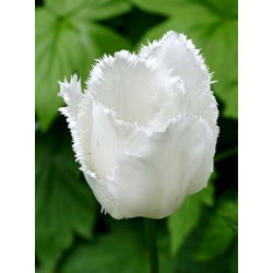 Tulipan Swan Wings - 5 cebulek