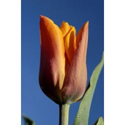 Tulipan Fidelio - opak. 5 szt.