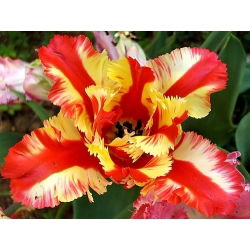 Tulipan Flaming Parrot - opak. 5 szt.