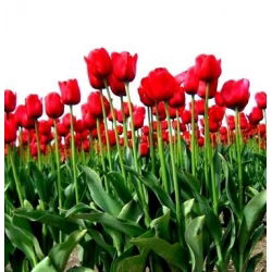 Tulipan Hollandia  opak. 5 szt.