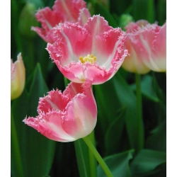 Tulipan Fancy Frills - 5 cebulek
