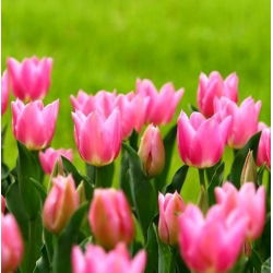 Tulipan China Pink - opak. 5 szt.
