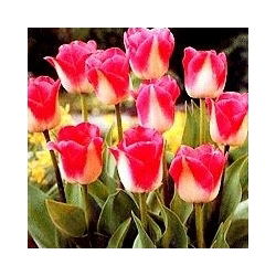 Tulipan Page Polka - opak. 5 szt.