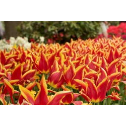 Tulipan Aladdin - 5 cebulek
