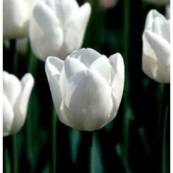 Tulipan White Dream - 5 cebulek