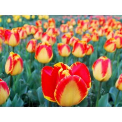 Tulipan Banja Luka - opak. 5 szt.